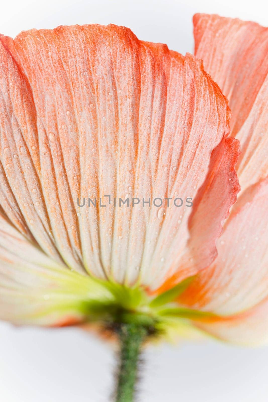 Poppy Blossom Macro Flower