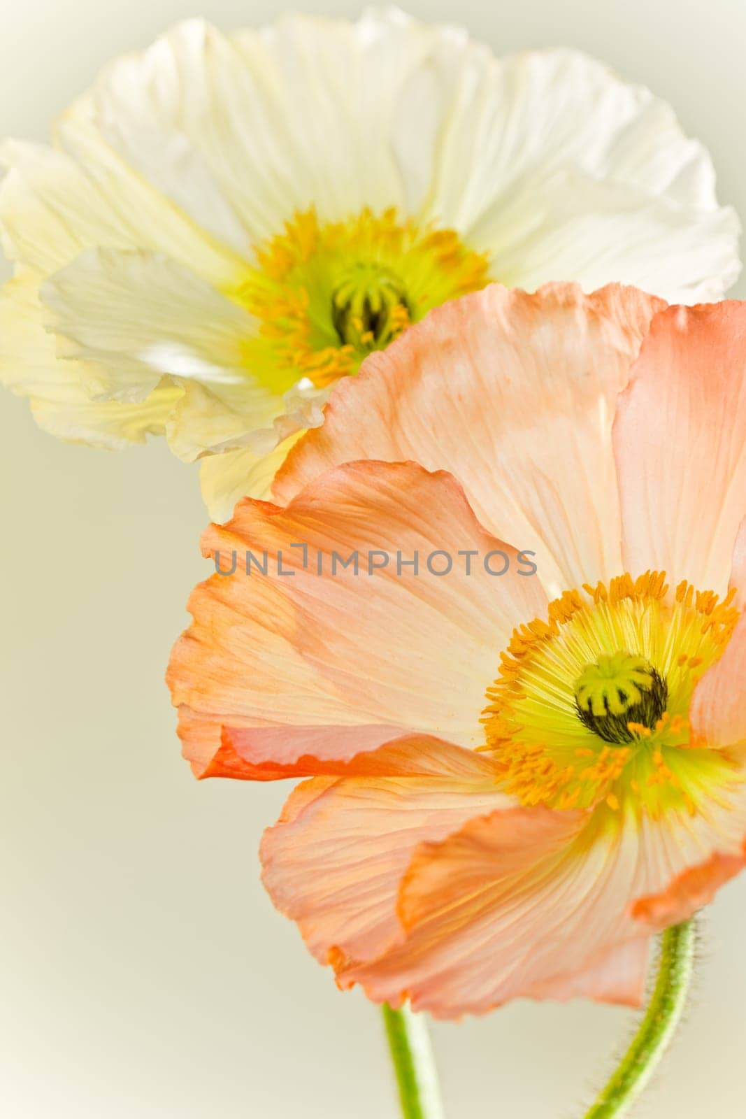 Poppy Blossom Macro Flower