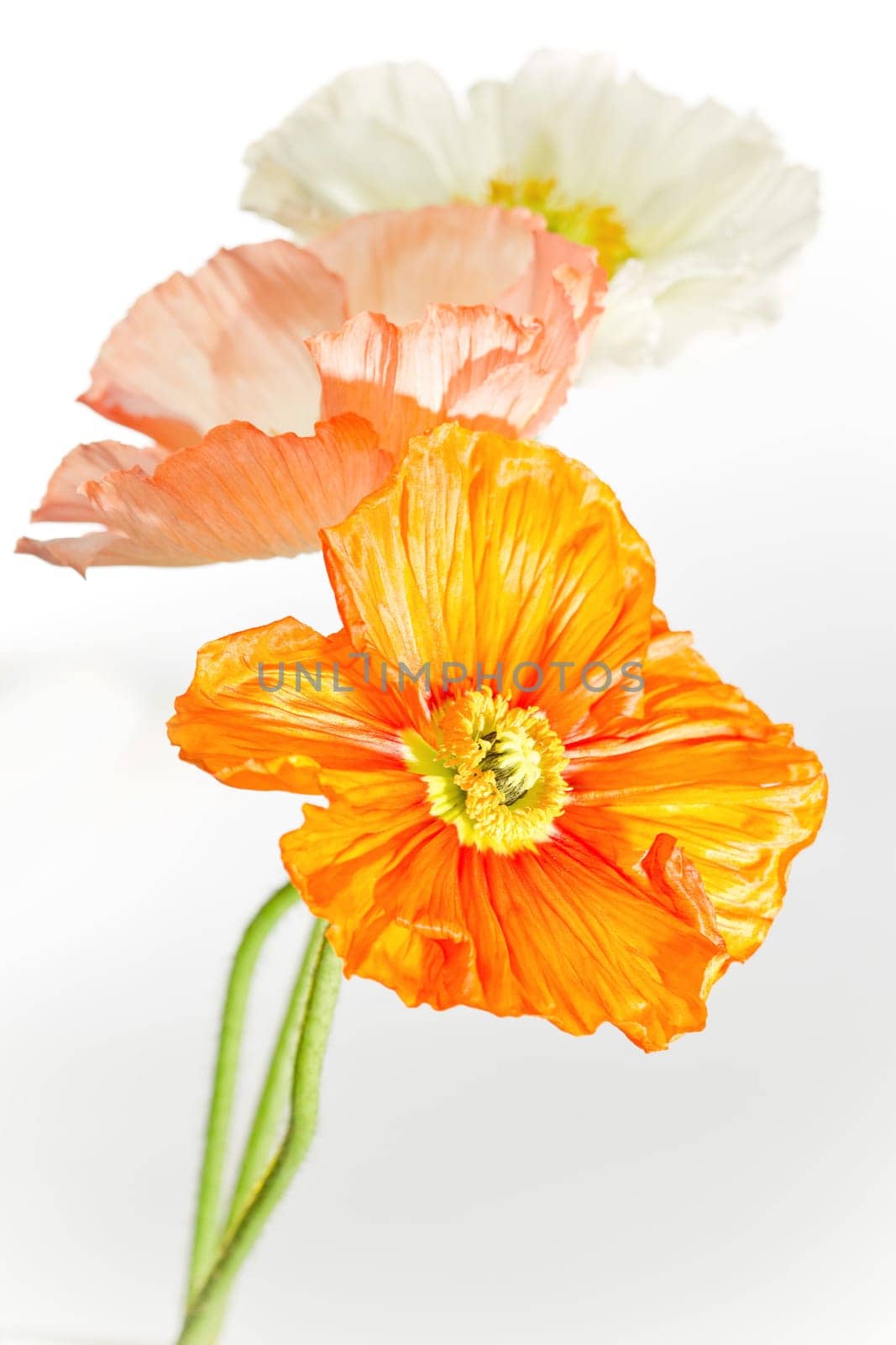 Poppy Blossom Macro Flower
