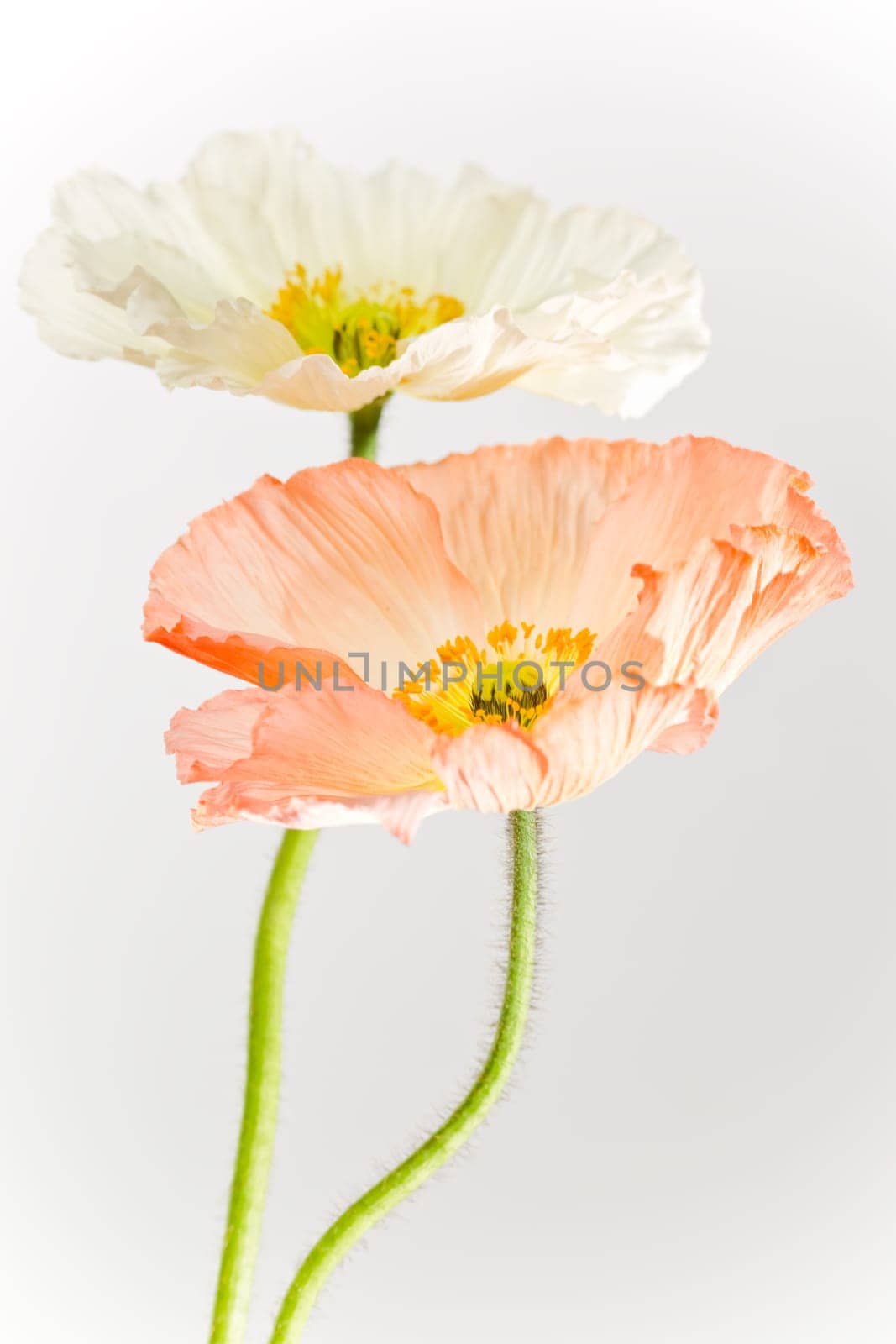 Poppy Blossom Macro Flowers