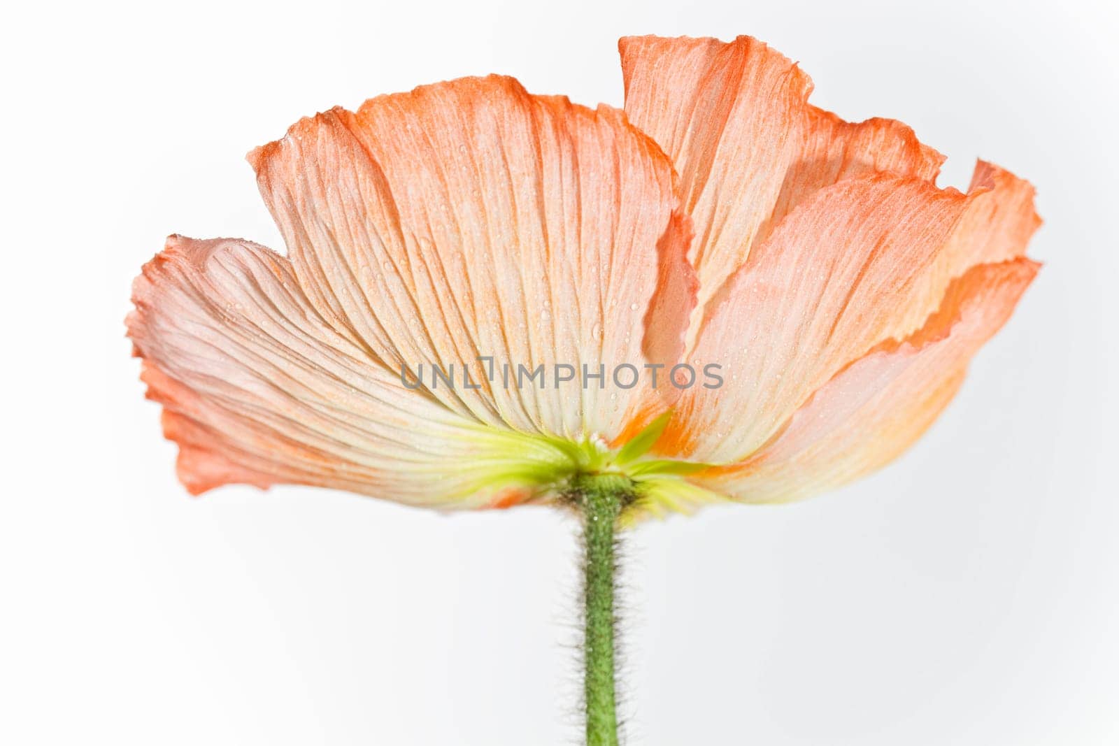 Poppy Blossom Macro Flower