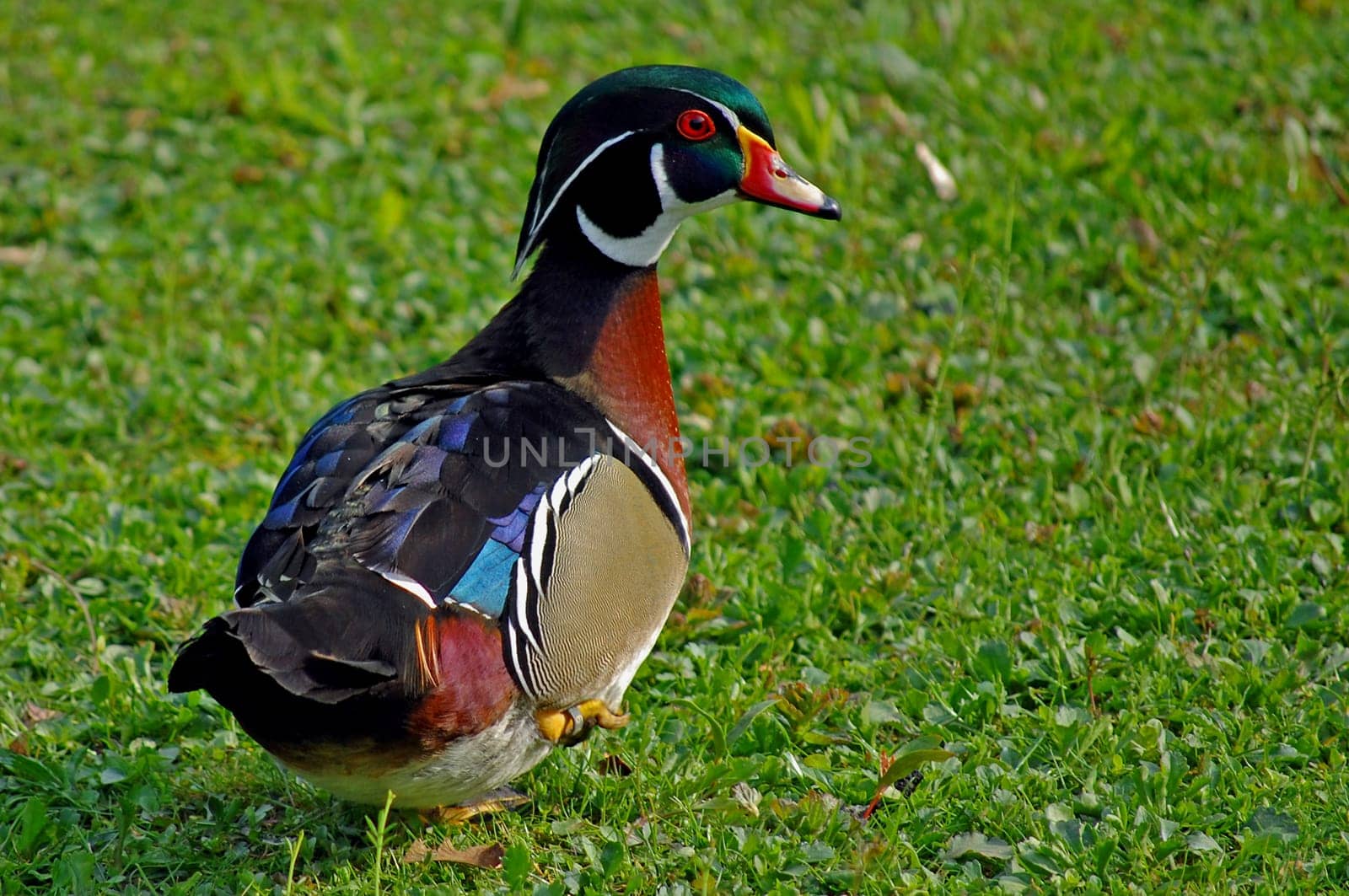 Mantarian Ducks