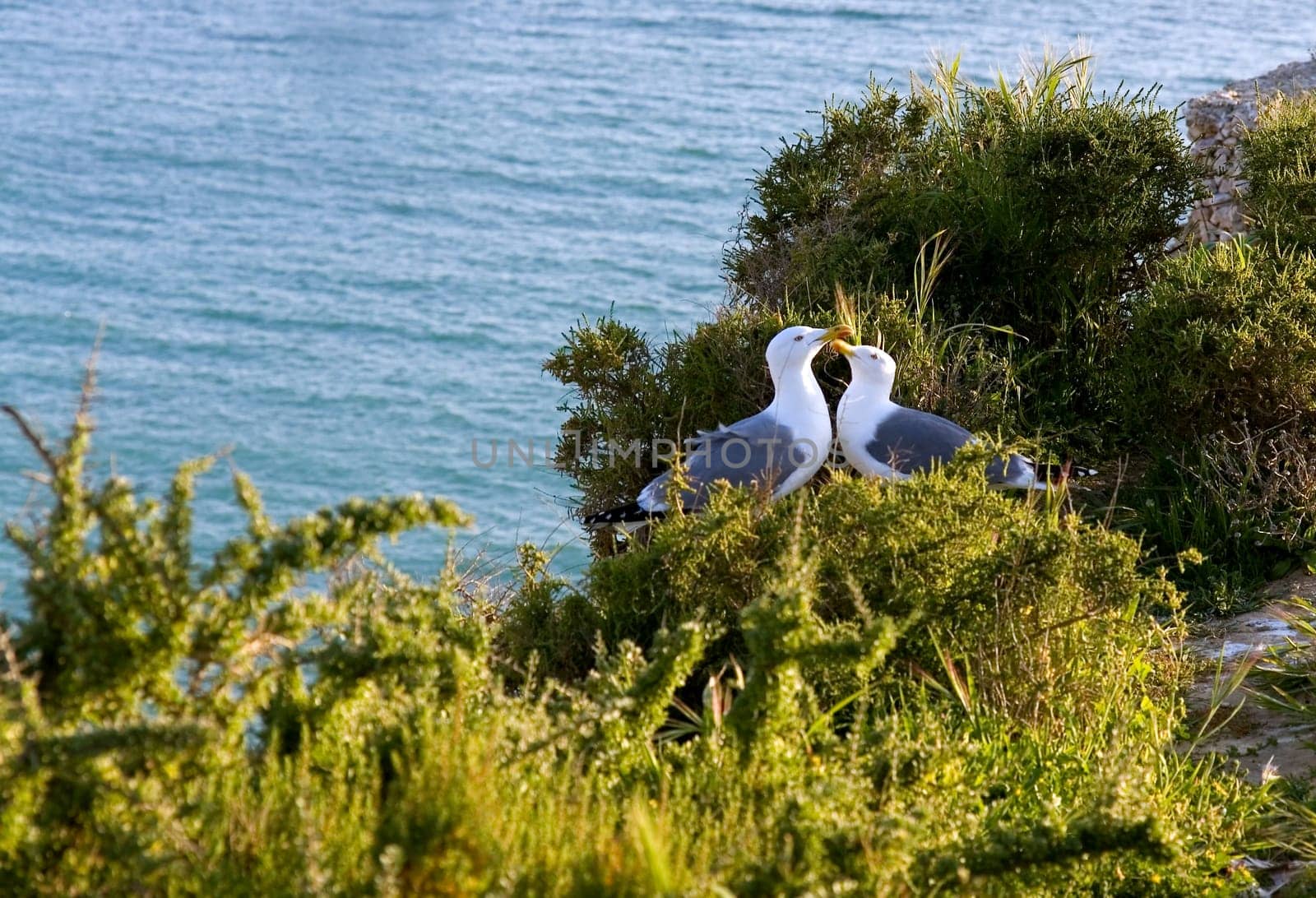 Young seagulls kissing