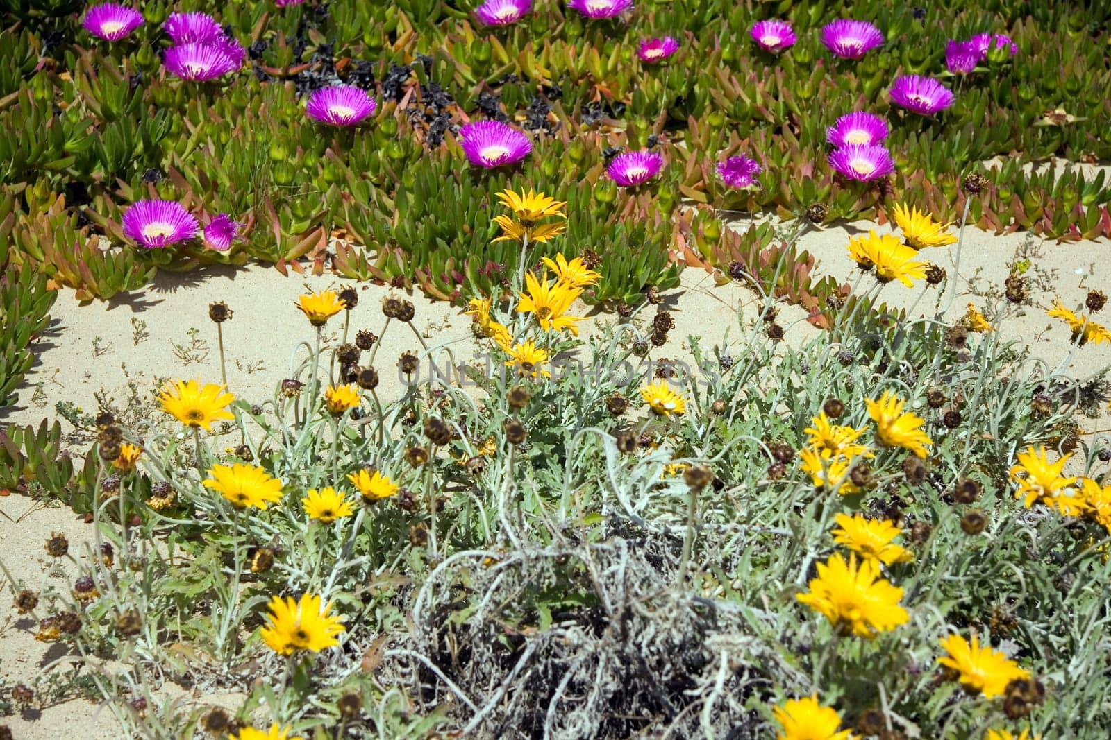 Sea of Flowers