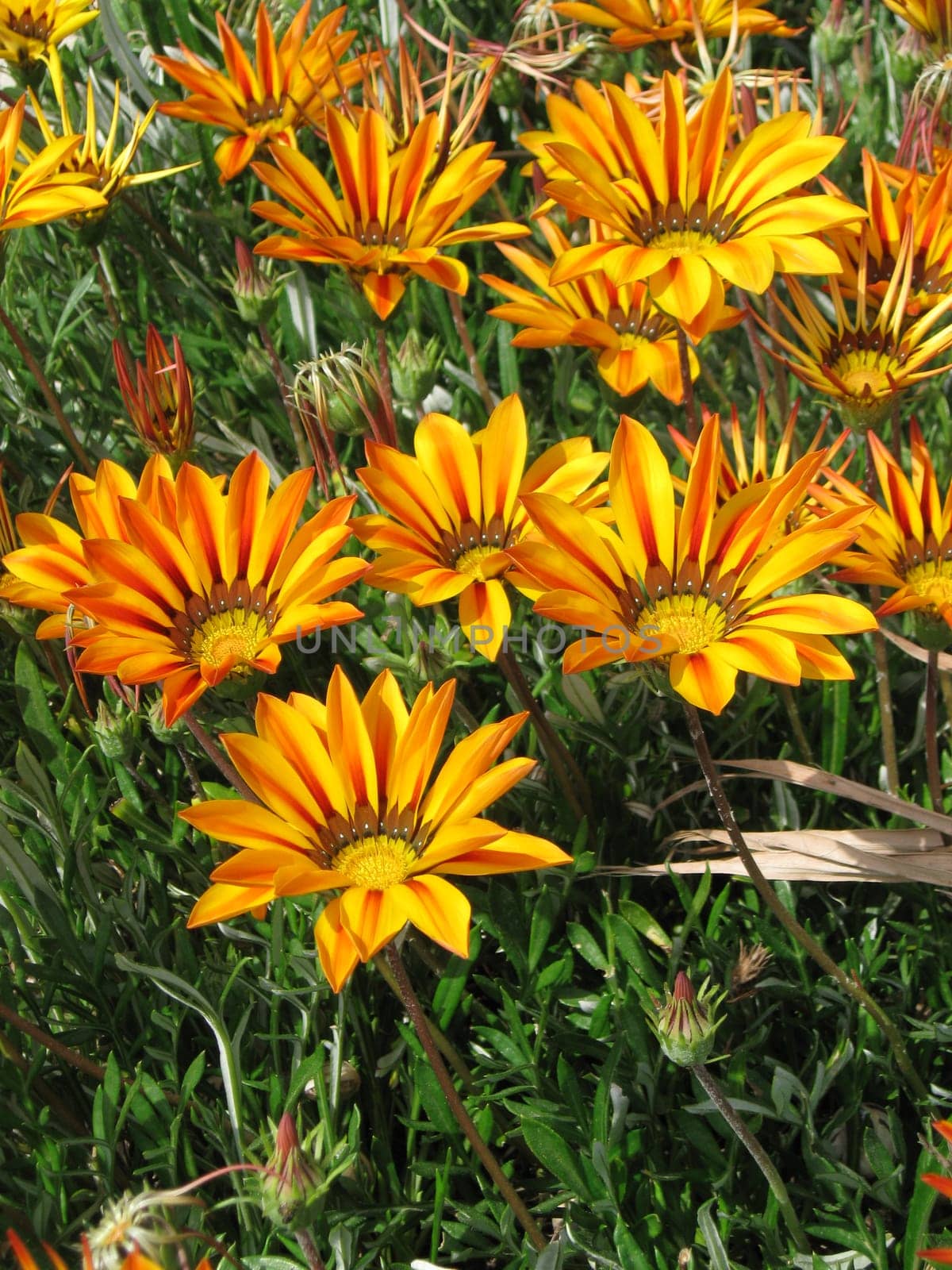 Gazania in Antalya
