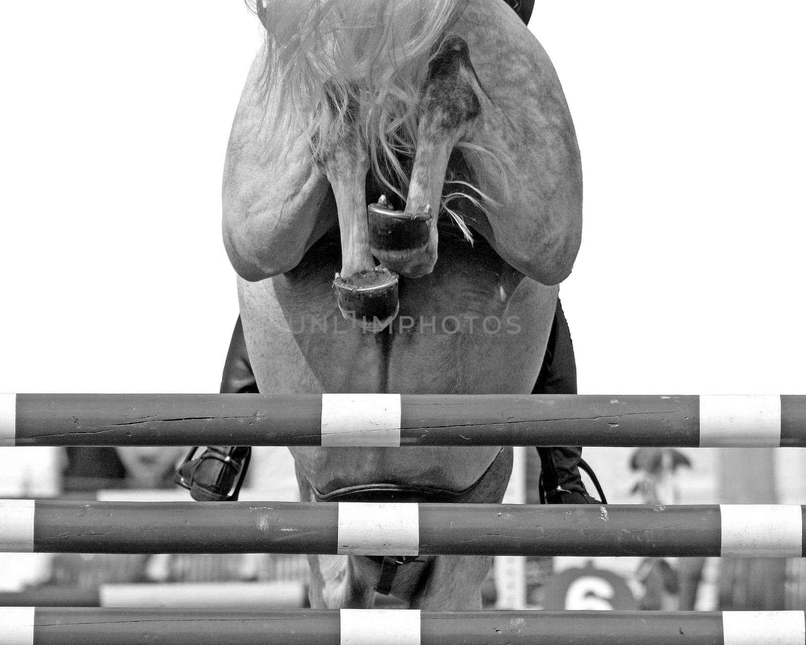 Horse Jump