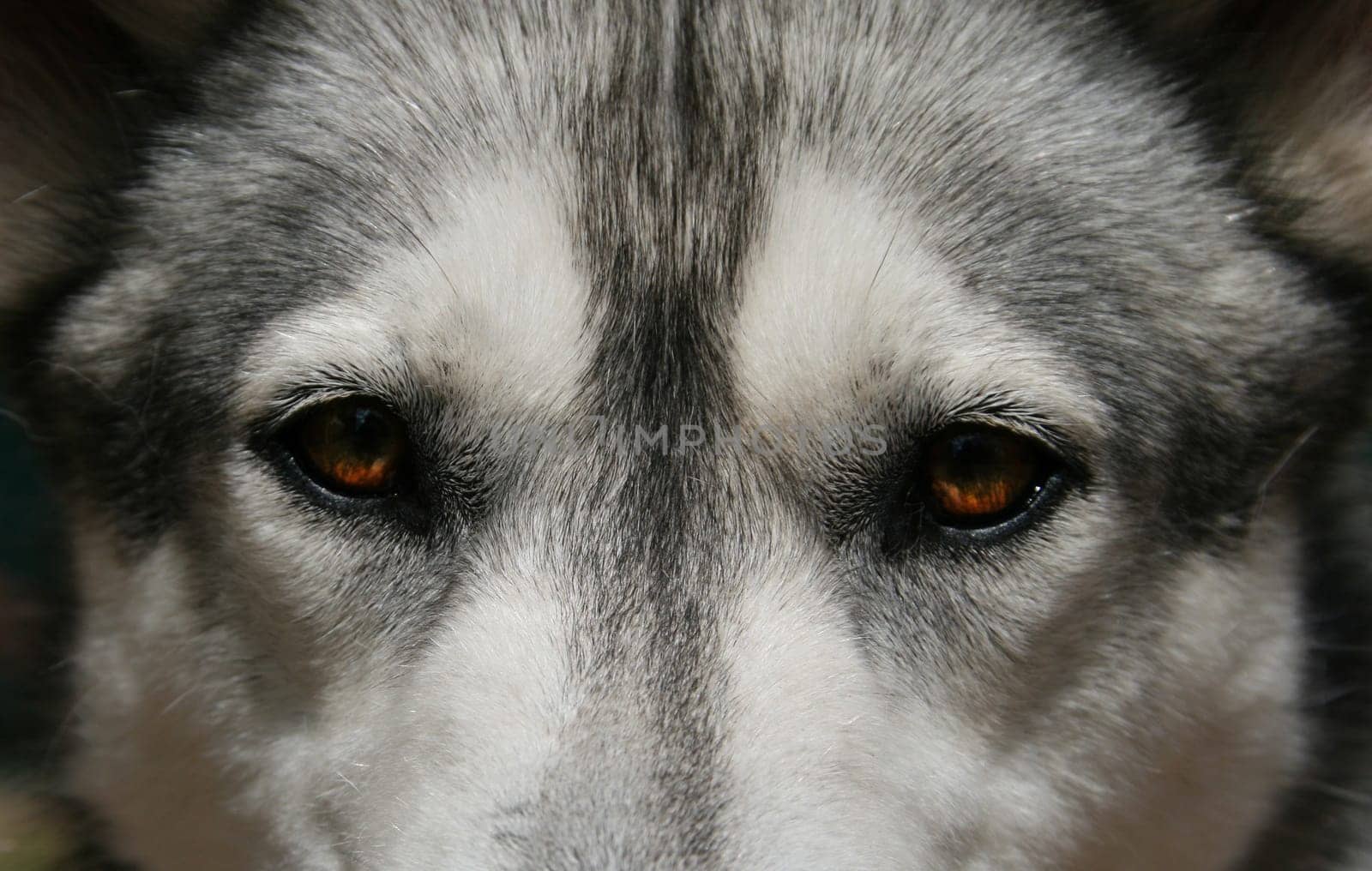 Husky Eyes