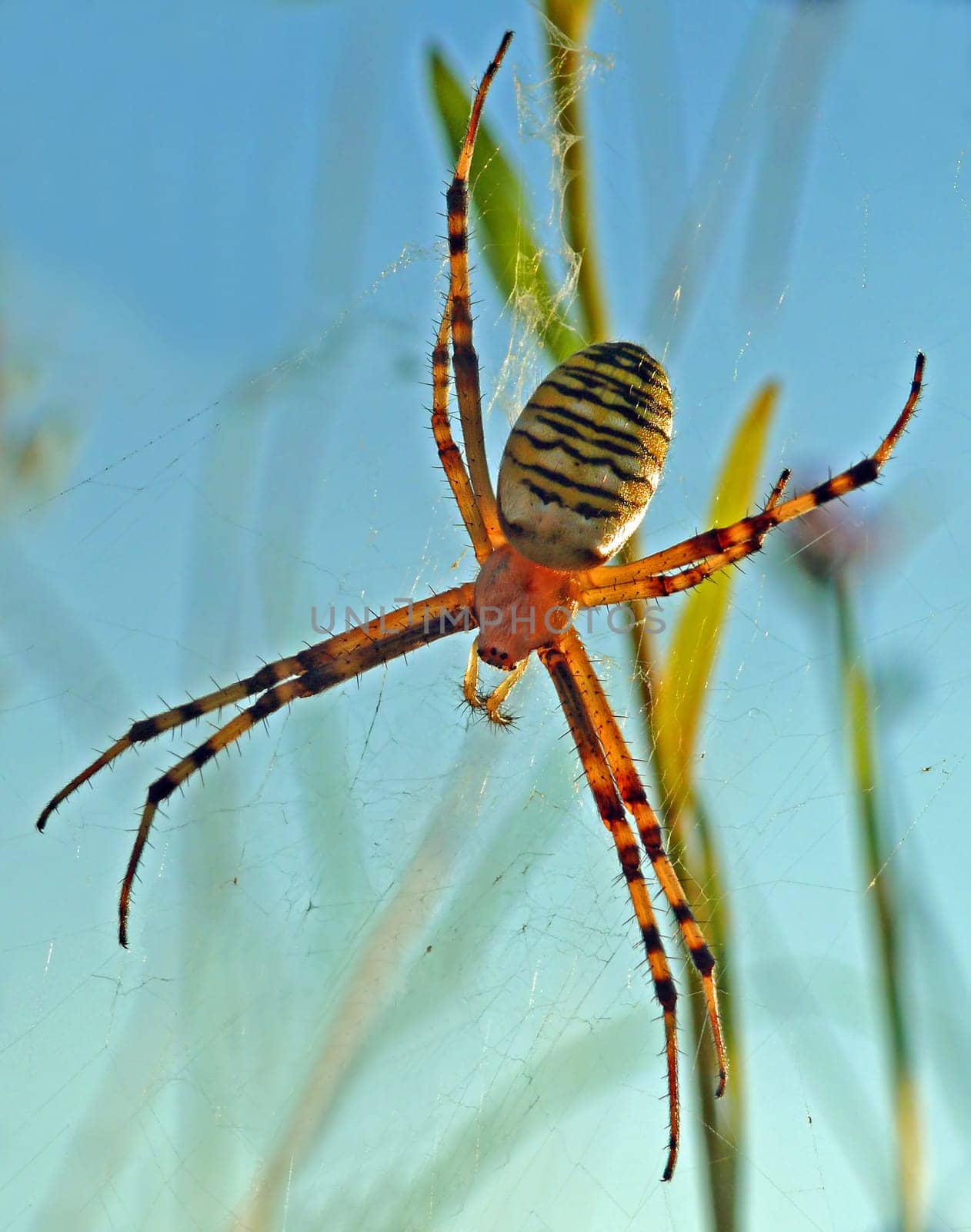 Argiope bruennichi