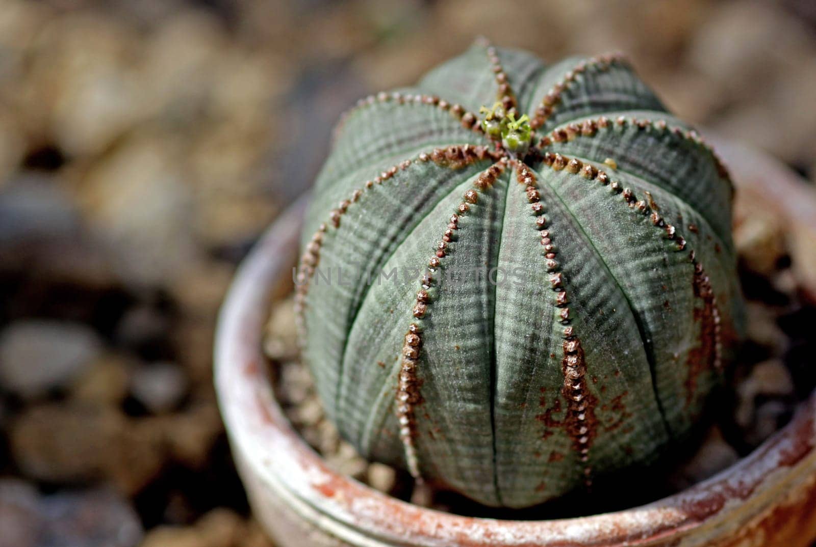 Plant symmetry: The sea urchin spurge,also known as baseball spurge (Euphorbia obesa),is a succulent,cactus-like,spherical spurge plant of up to 10 cm in diameter. At the top of the K divided into eight sectors