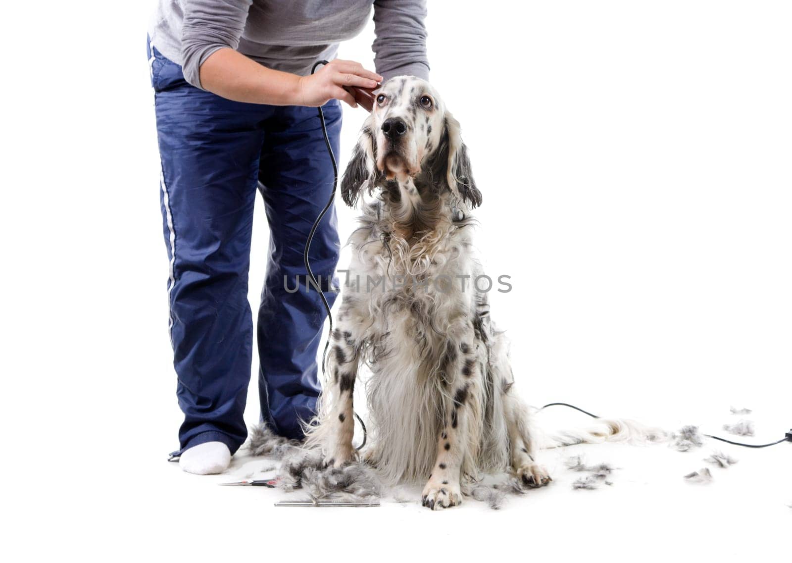 Dog grooming