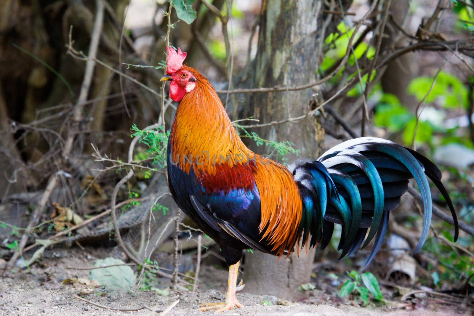 Rooster