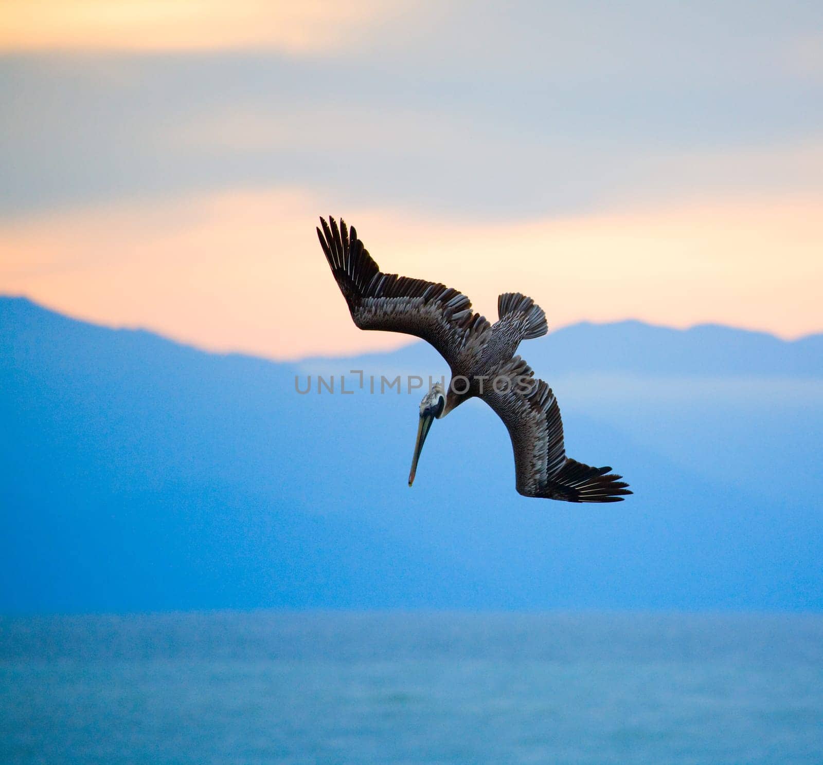 Hunting pelican
