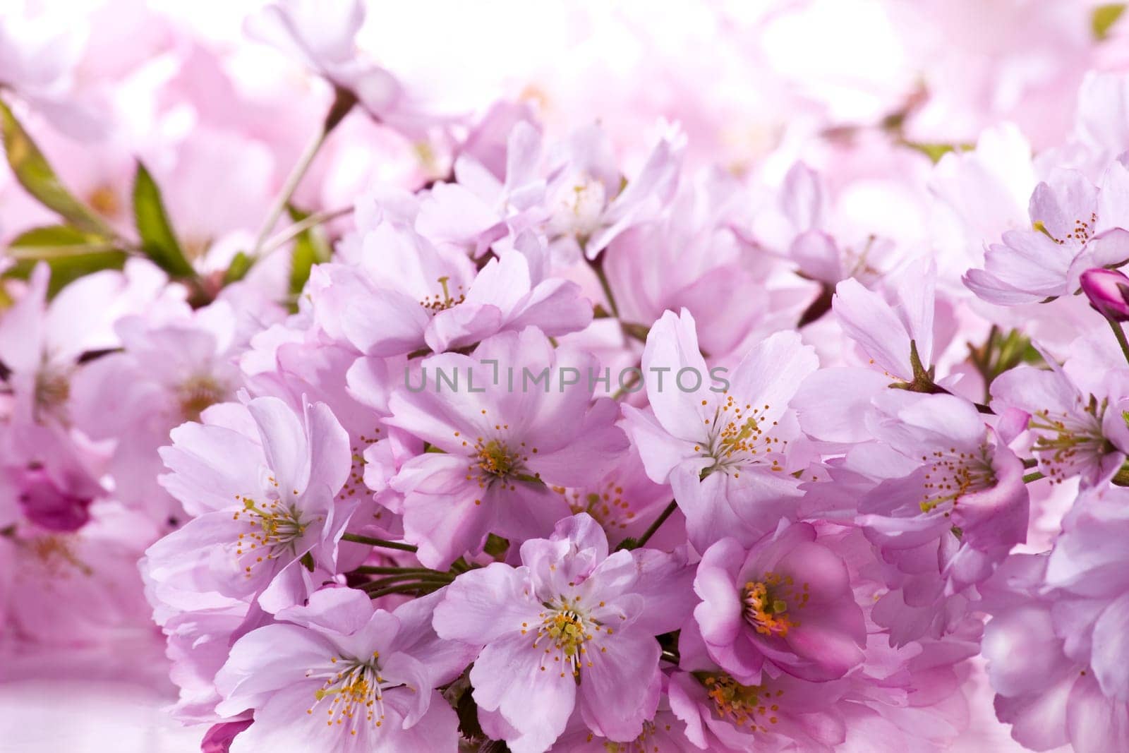 Spring Flowers wd664