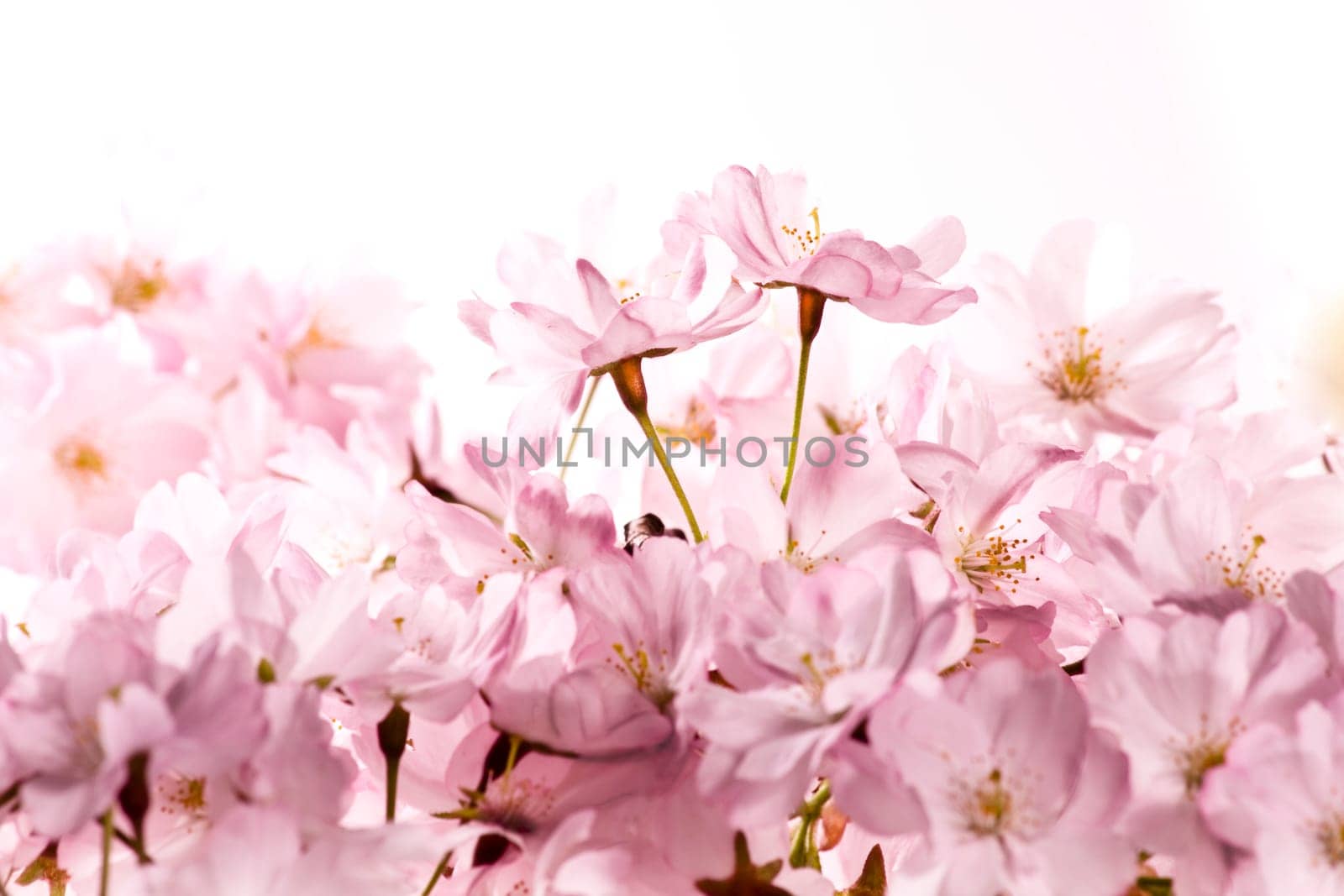 Spring Flowers wd665