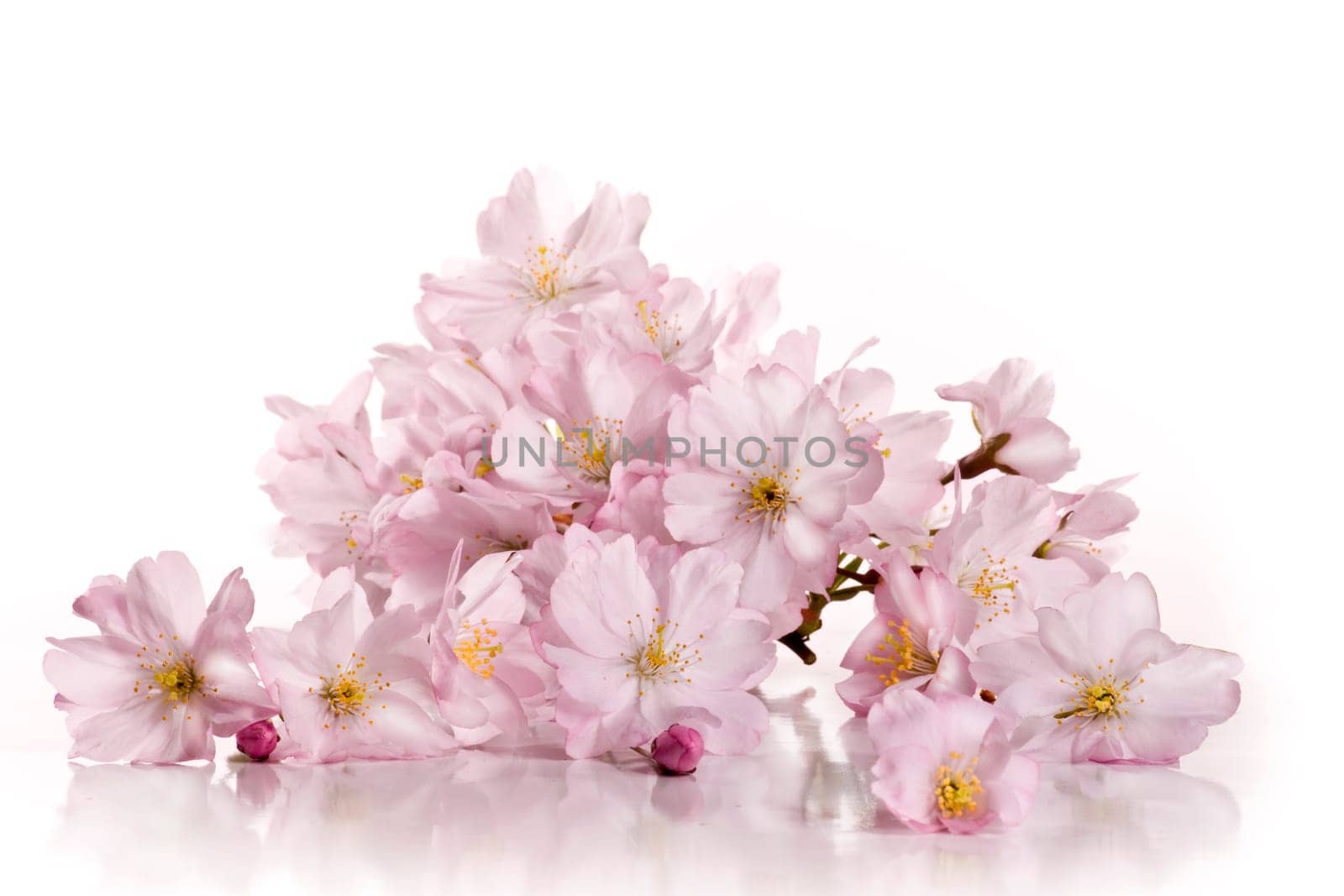 Spring Flowers wd669