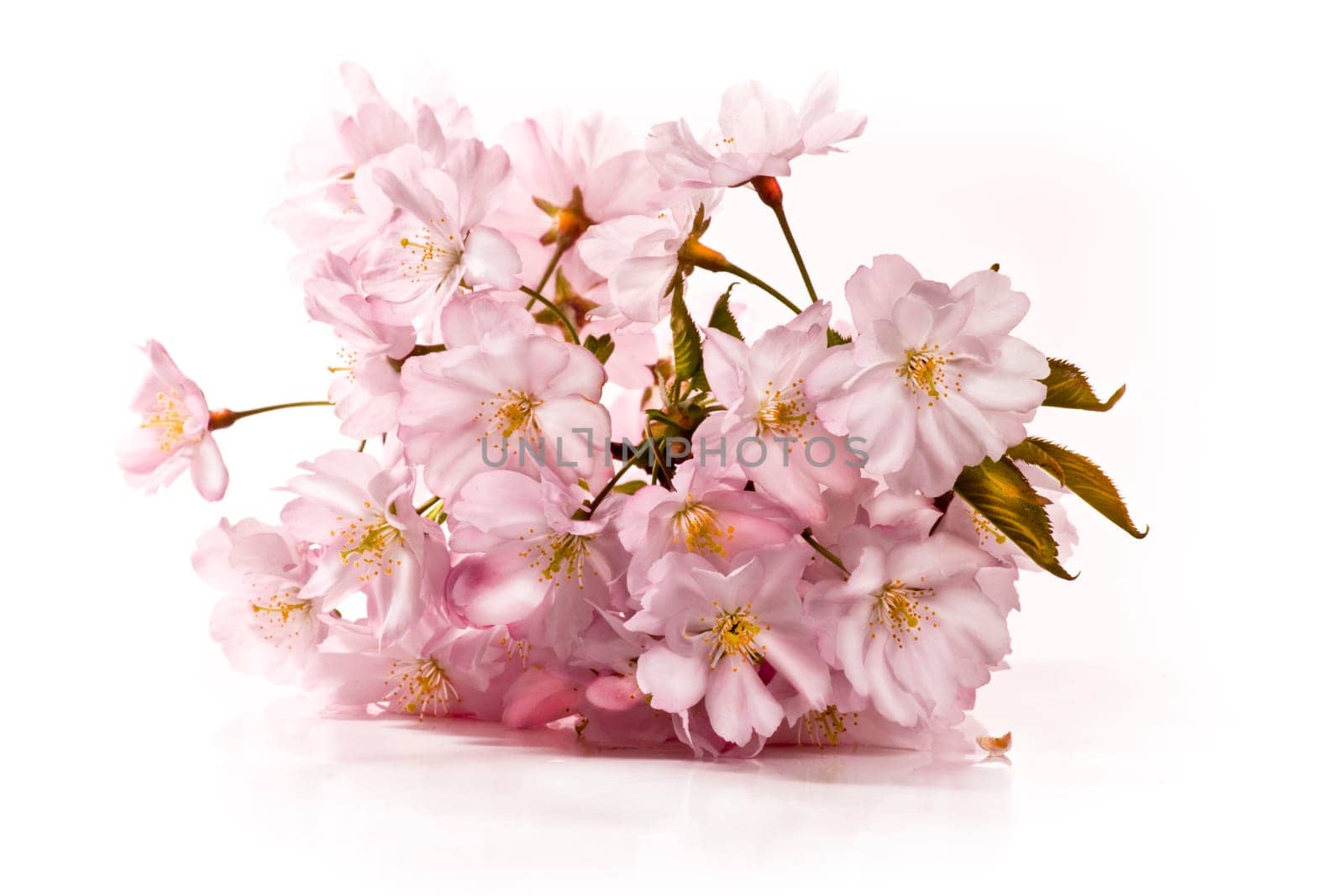 Spring Flowers wd667