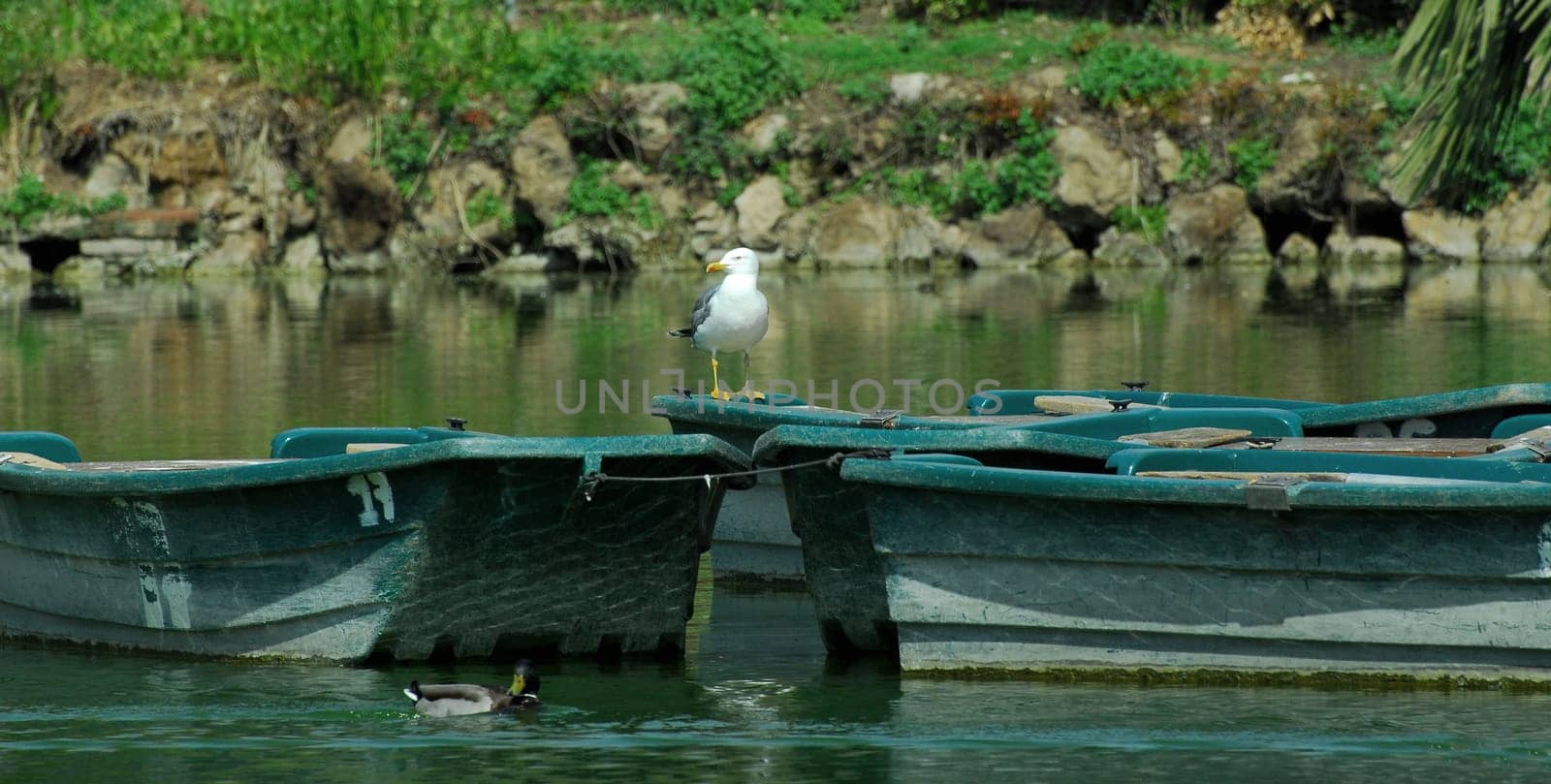 The Seagull