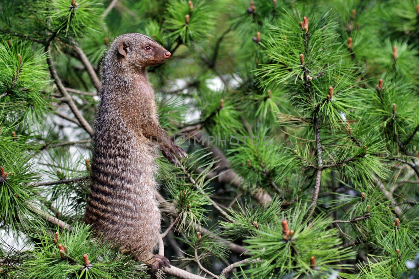 Zebra mongoose