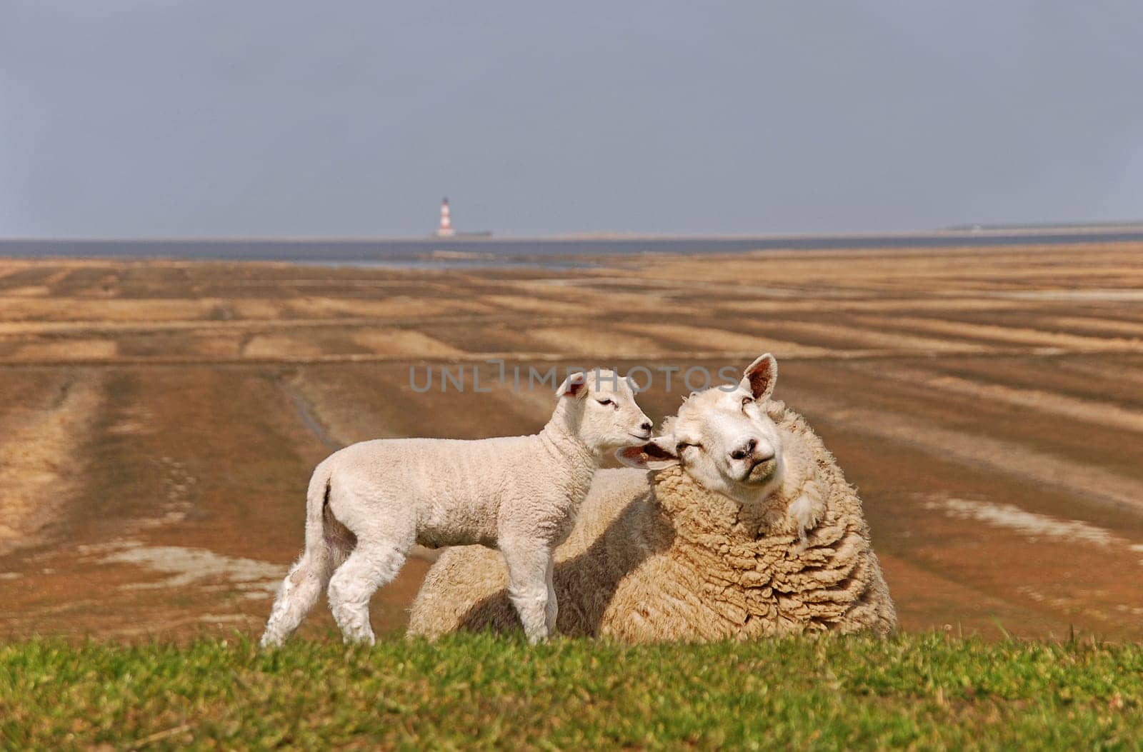 sheep