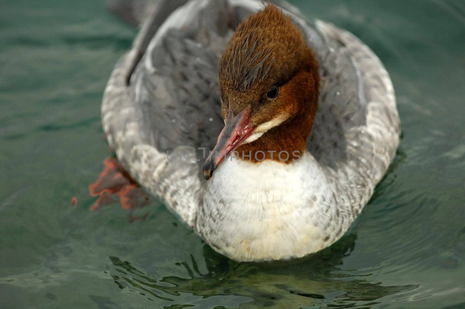Goosander,Female