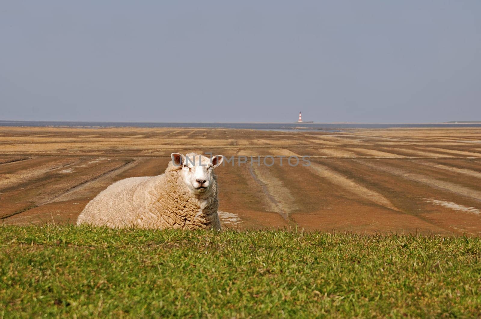 sheep
