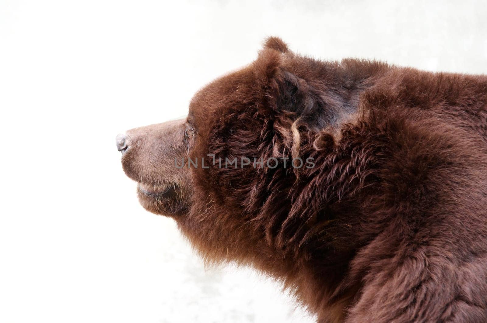 brown bear