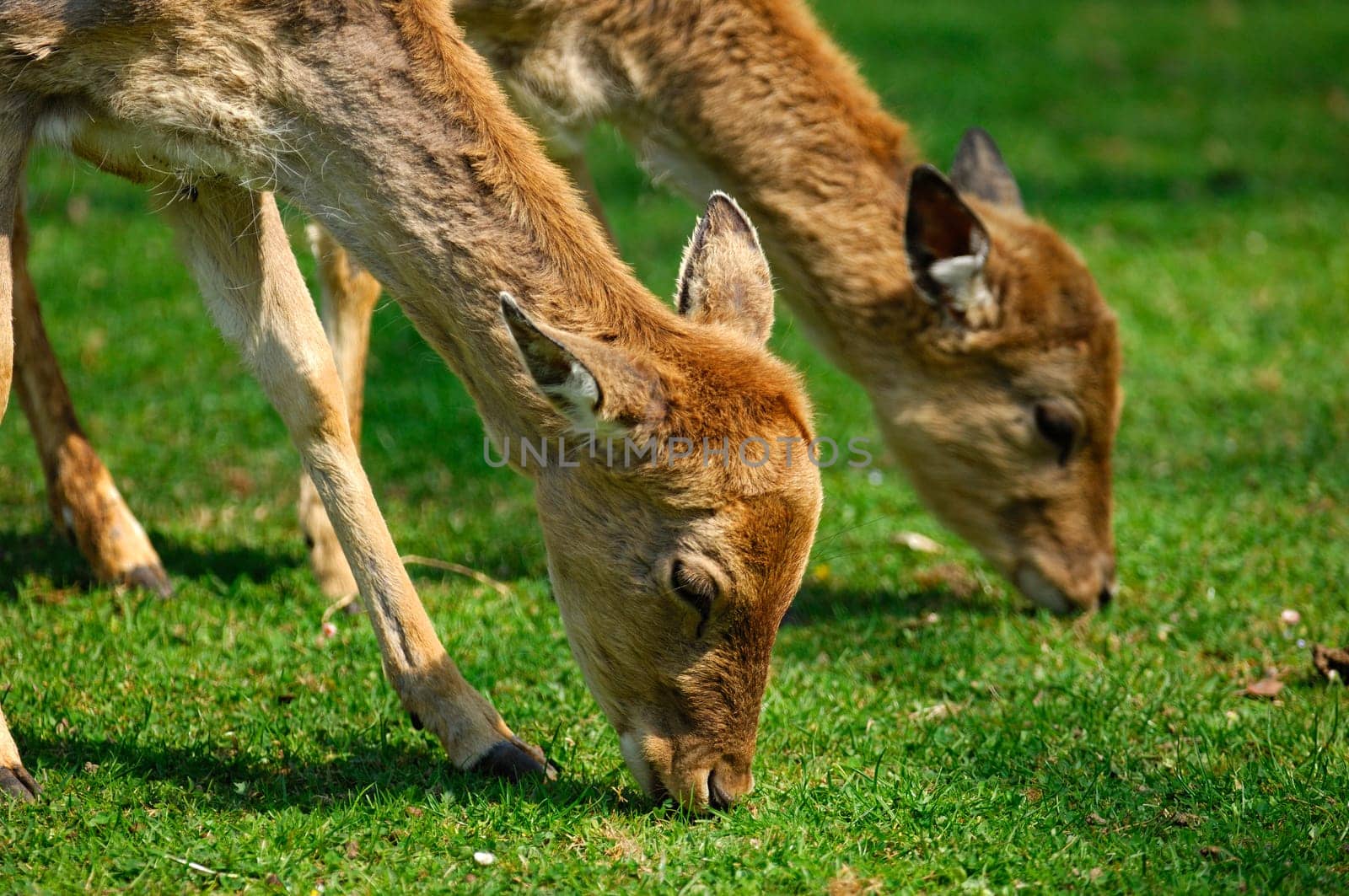 Grazing fallow does,Dama dama