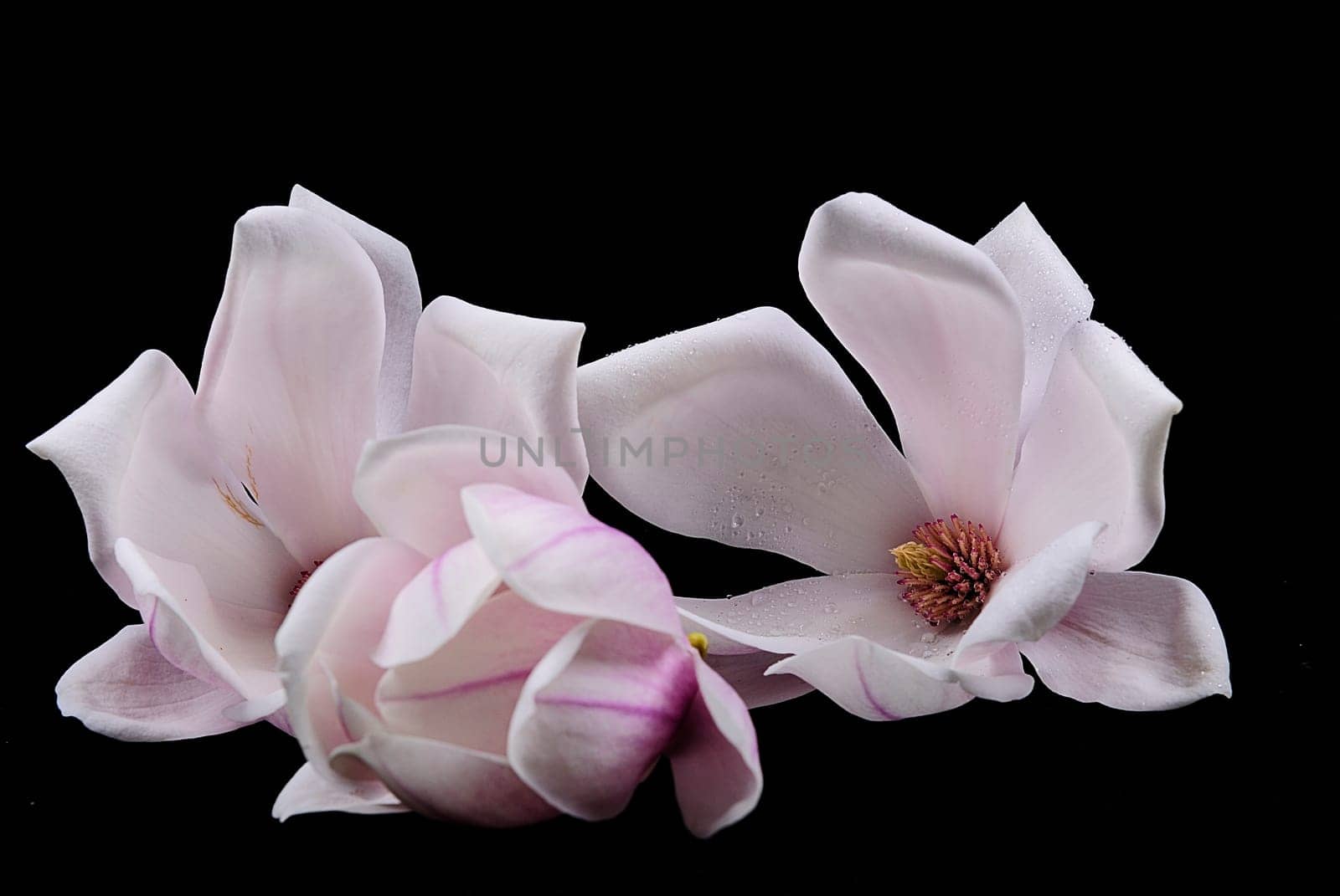 Magnolia Pile 1