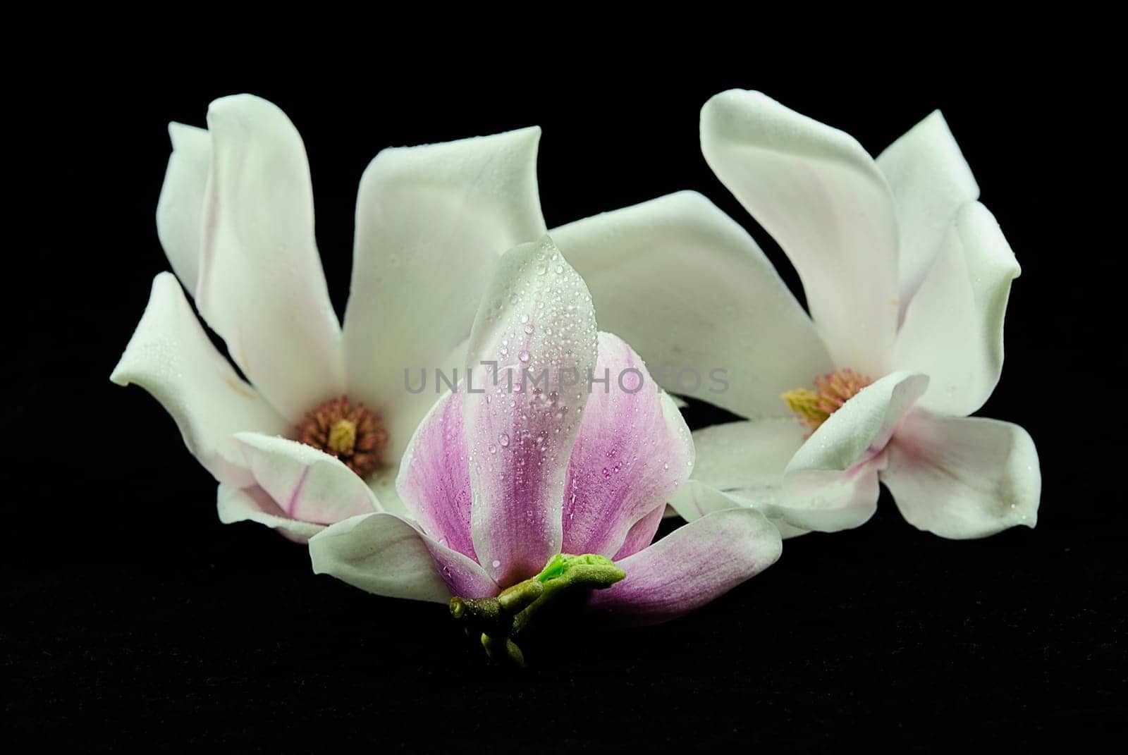 Magnolia Pile 3