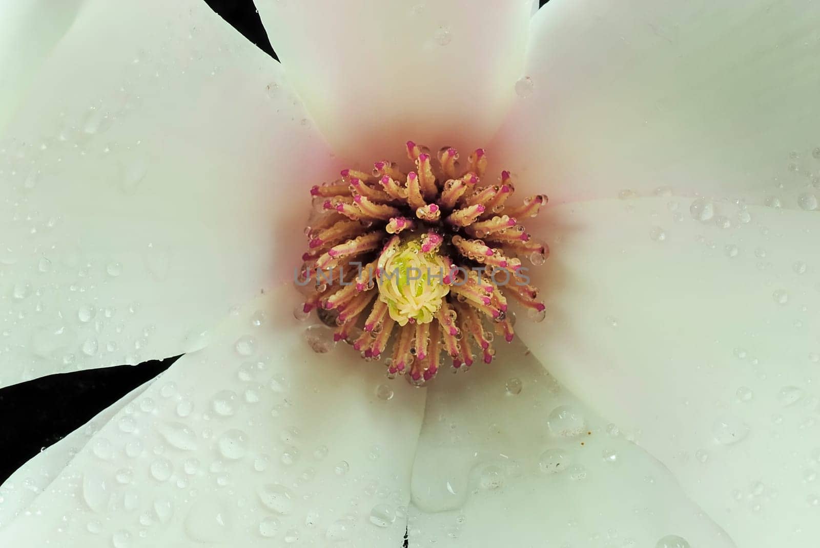 Magnolia Macro 2