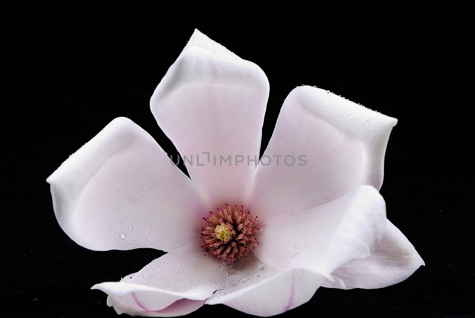 Magnolia 1