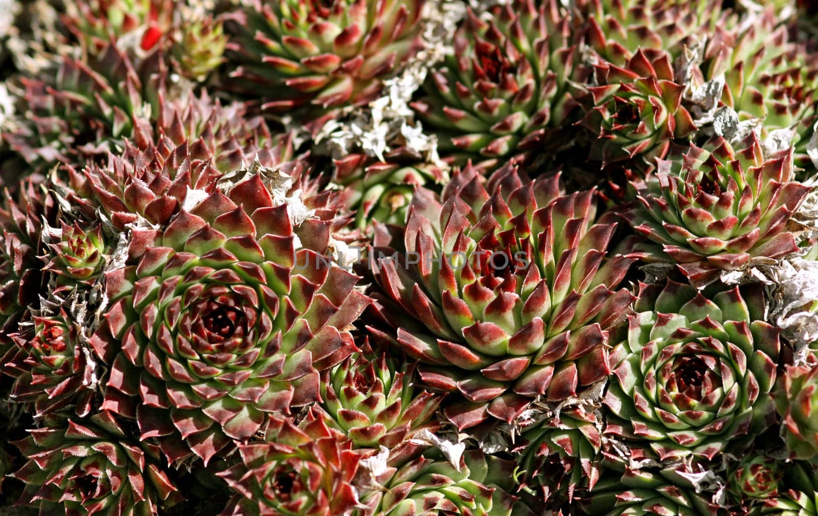 Rooftop houseleek (Sempervivum tectorum),also known as houseleek,common houseleek,or Alpine houseleek