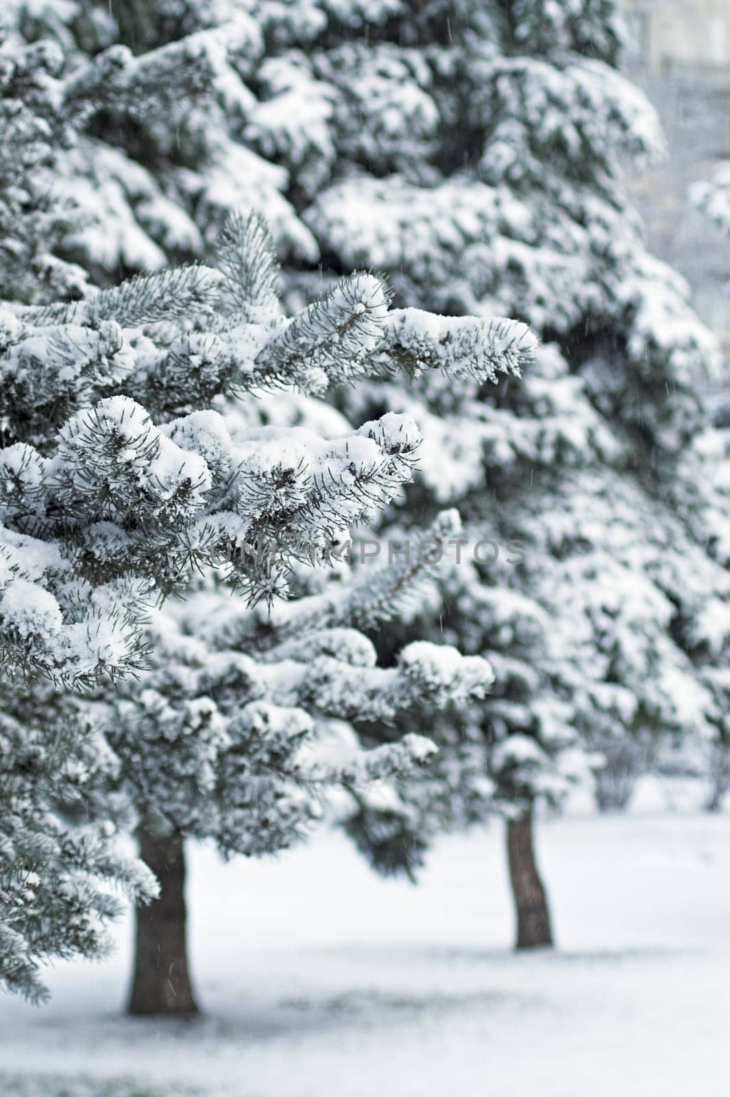 Fir Trees in City Park at Daytime