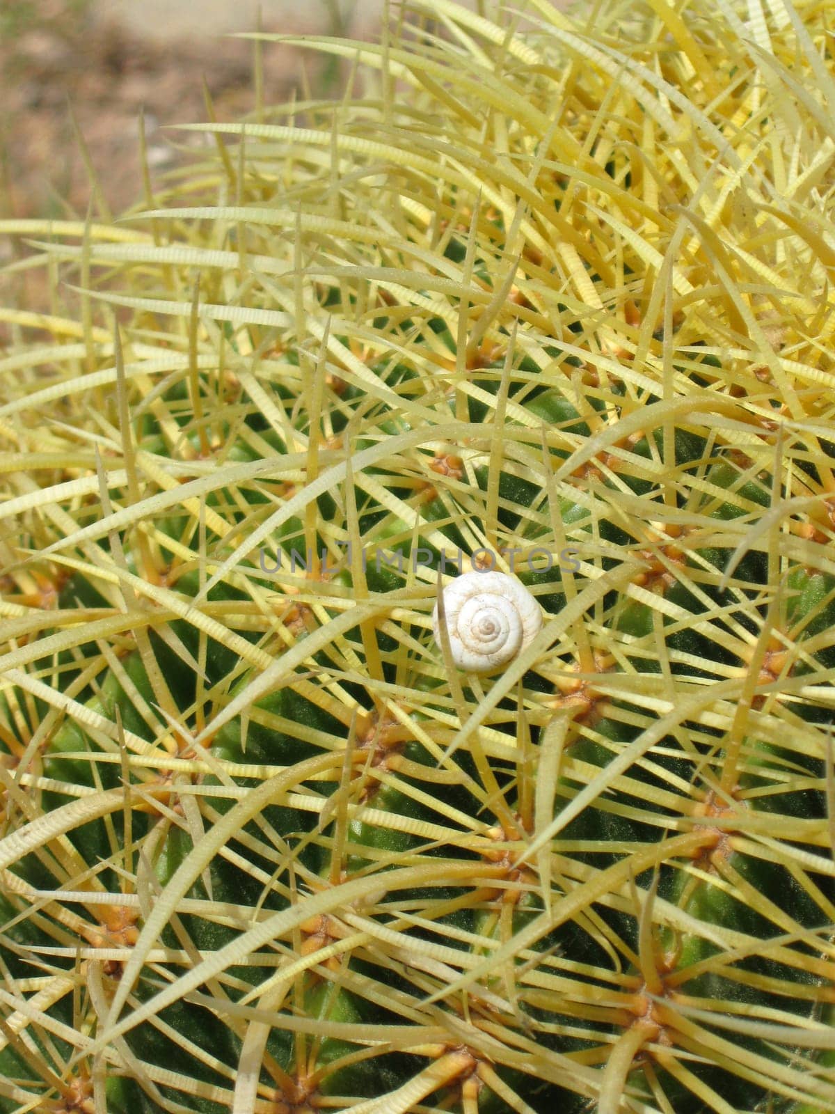 Snail in cactus