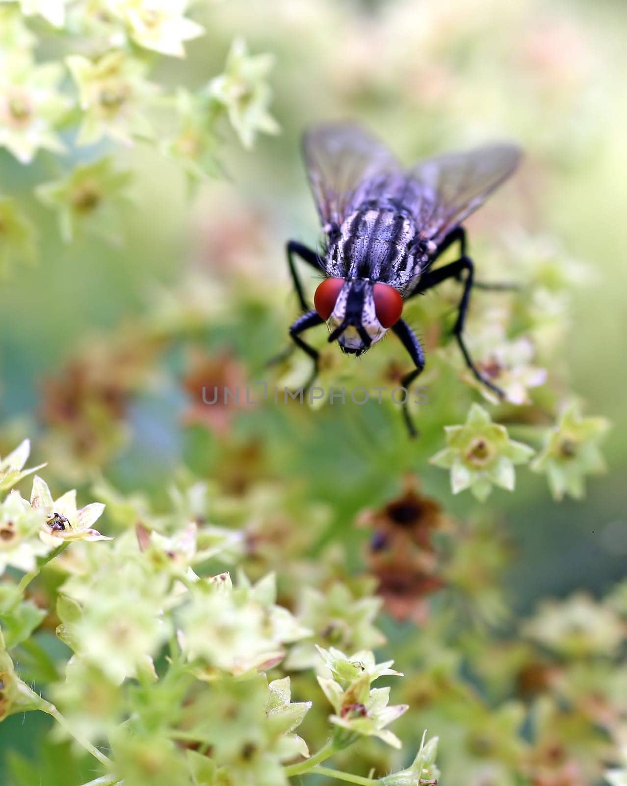 The Cool Fly