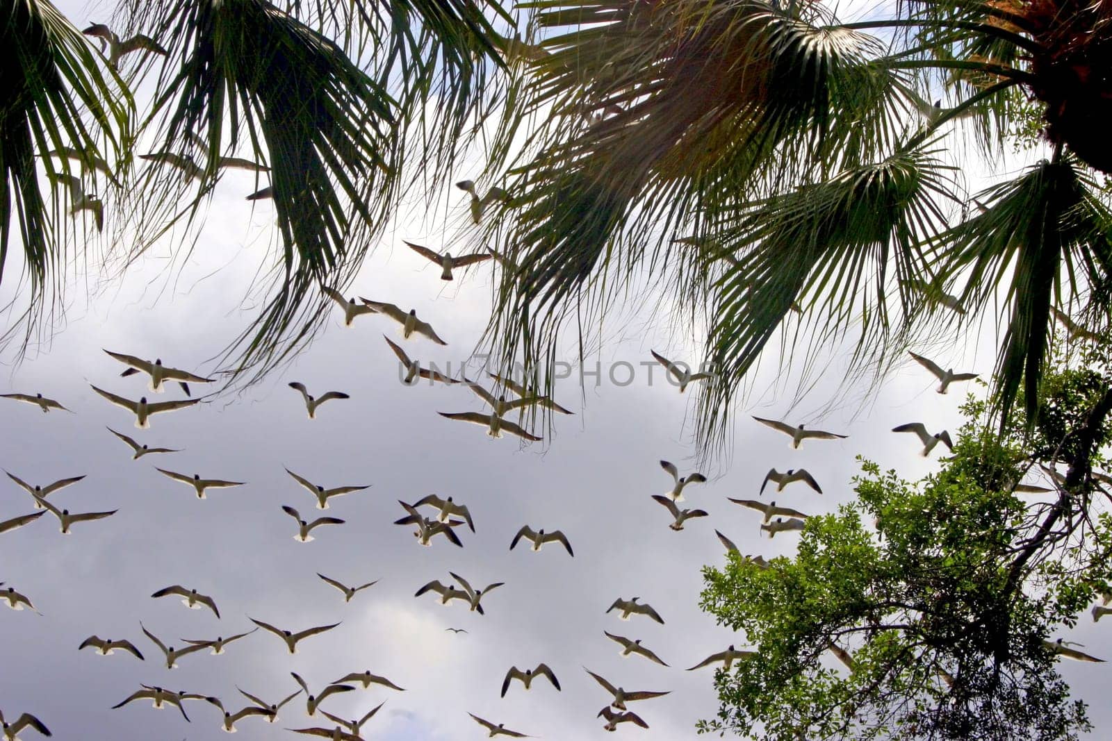 Flying Birds