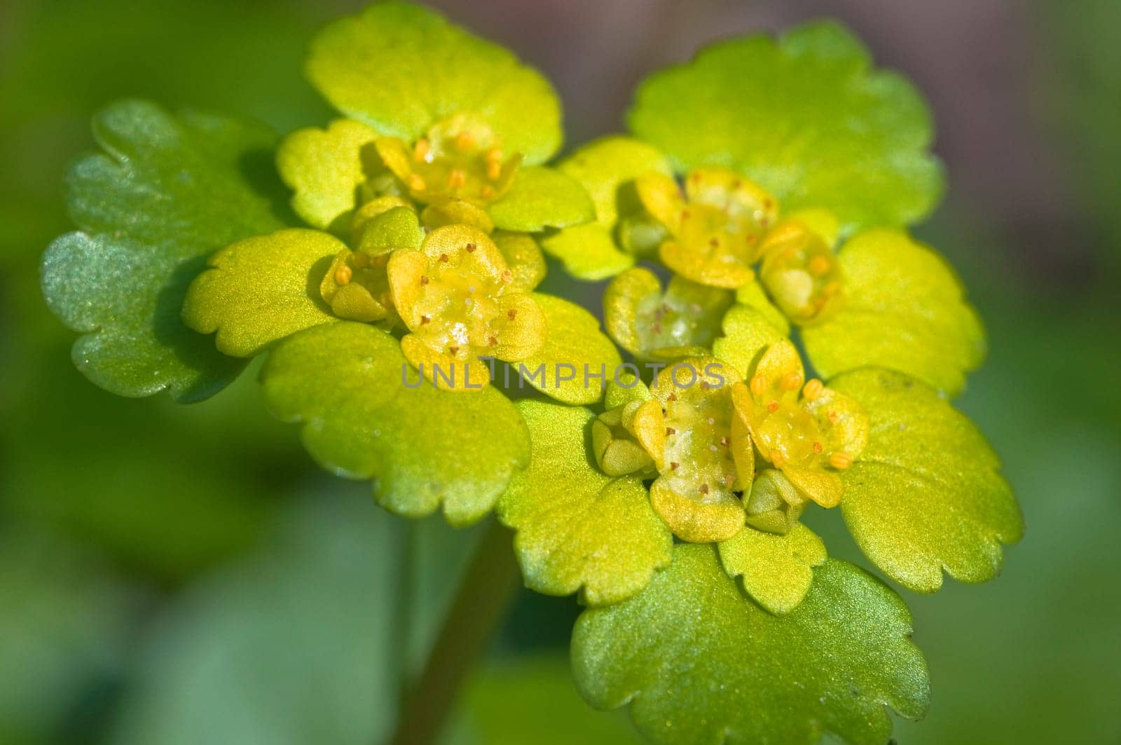 Chrysosplendium alternifolium - Chrysosplendium alternifolium