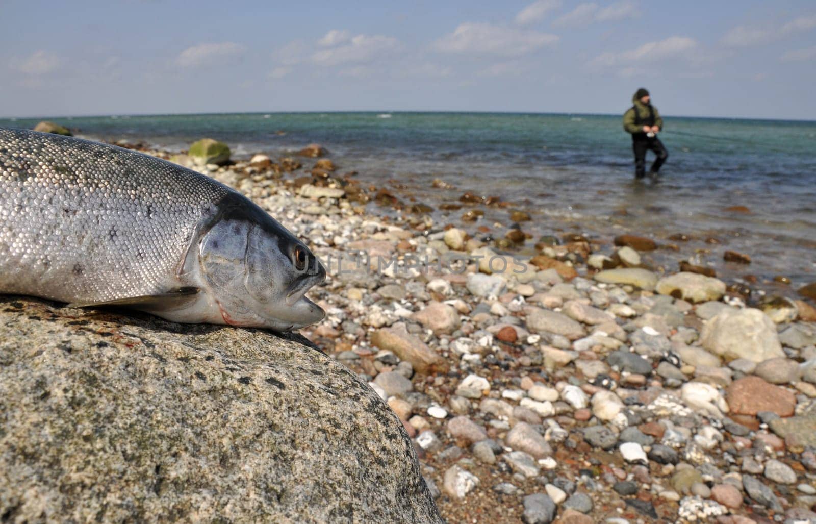 Sea trout fishing