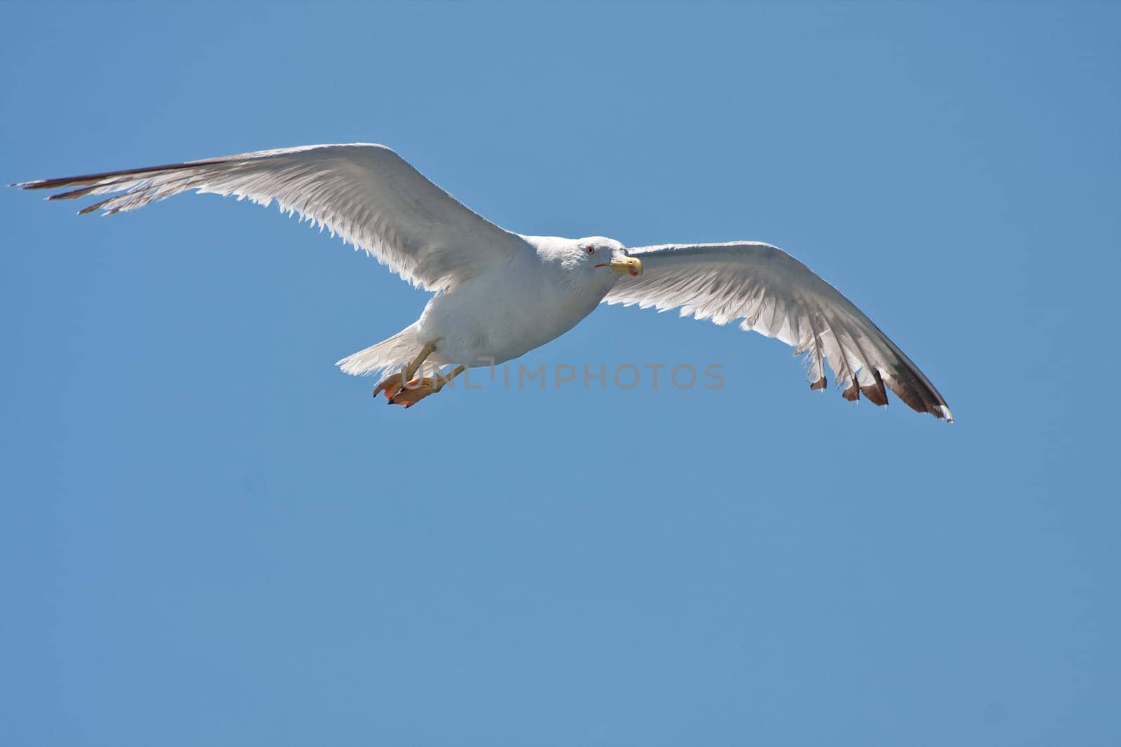 Gull