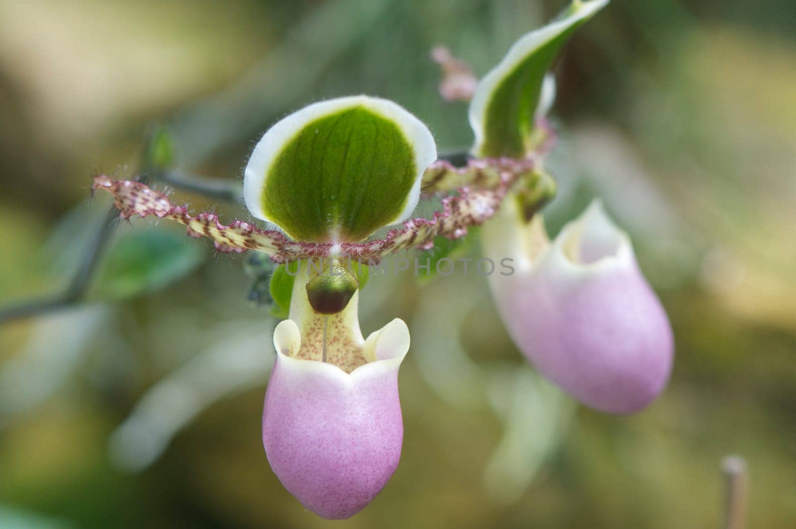 Lady's slipper