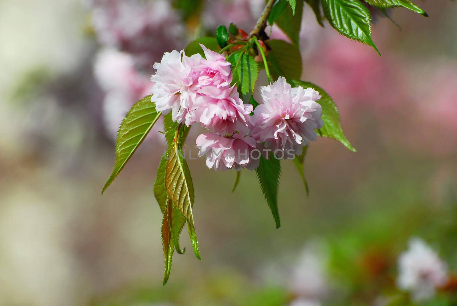 Blossoms in spring