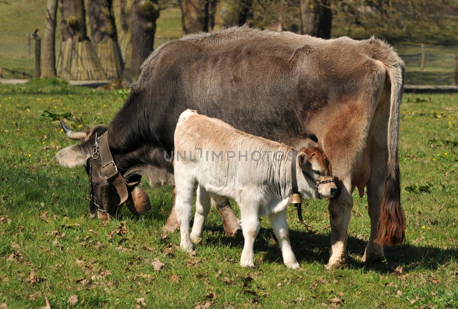 The very rare breed of Rhaetian Grey Cattle is now to be bred again!