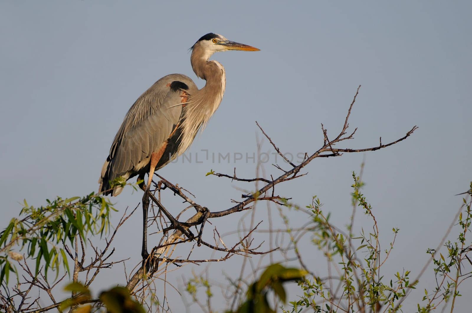 Great blue heron