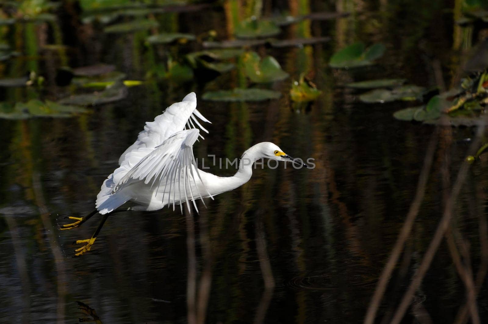 Egret