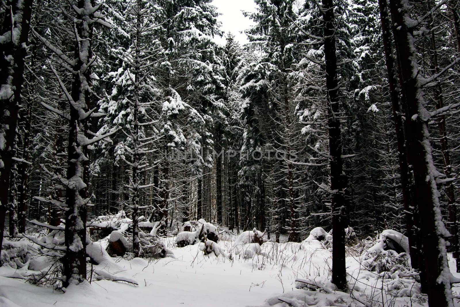 Winter in Thuringia