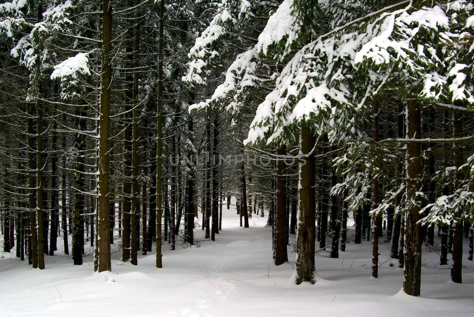 Winter in Thuringia