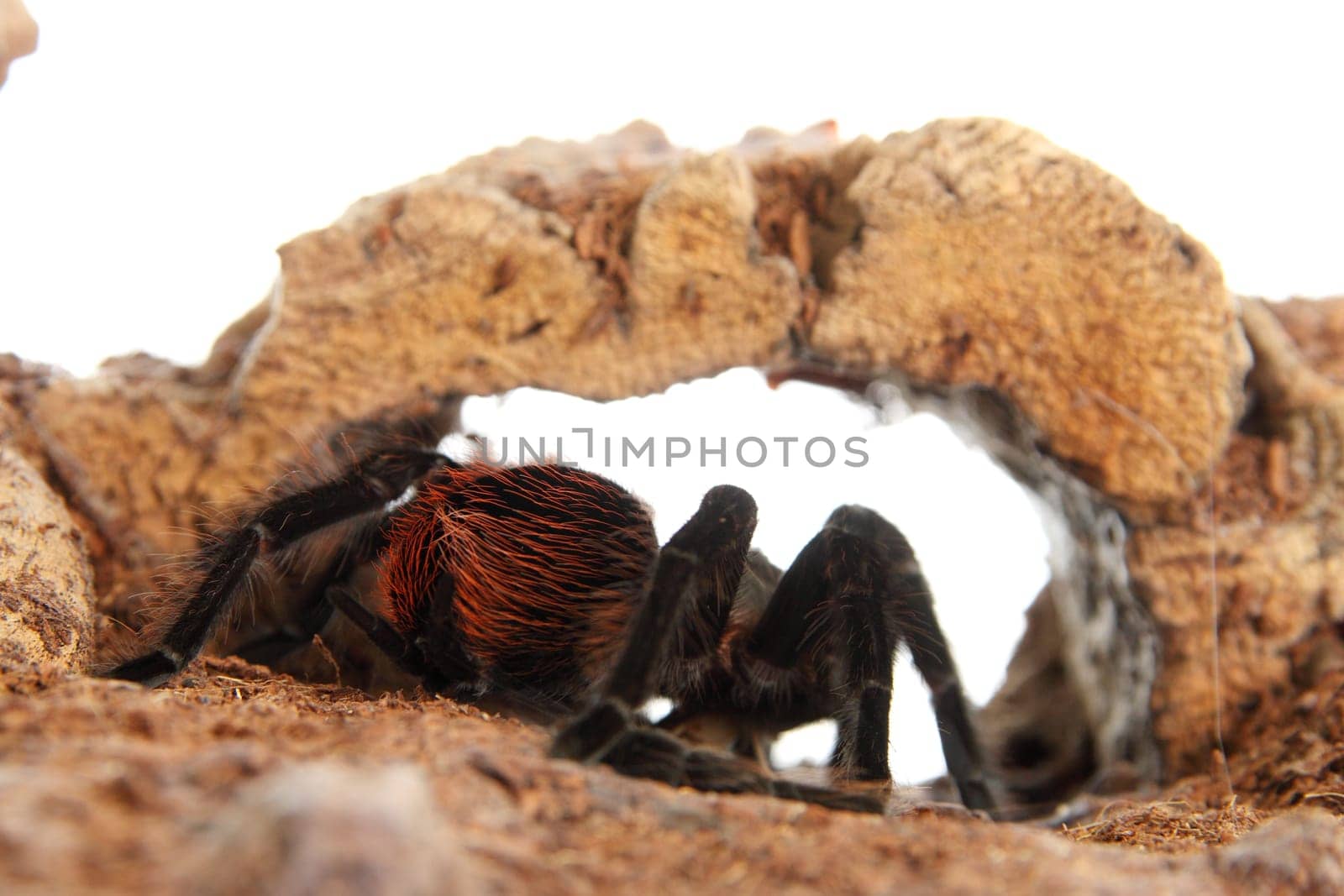 Tarantula Brachypelma vagans in terrarium