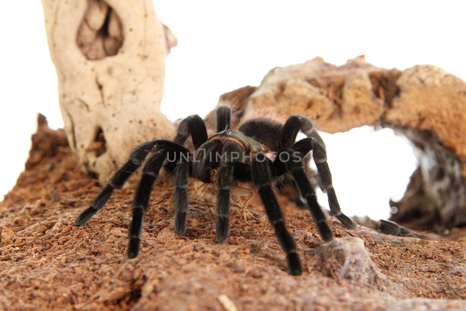 Tarantula Brachypelma vagans in terrarium