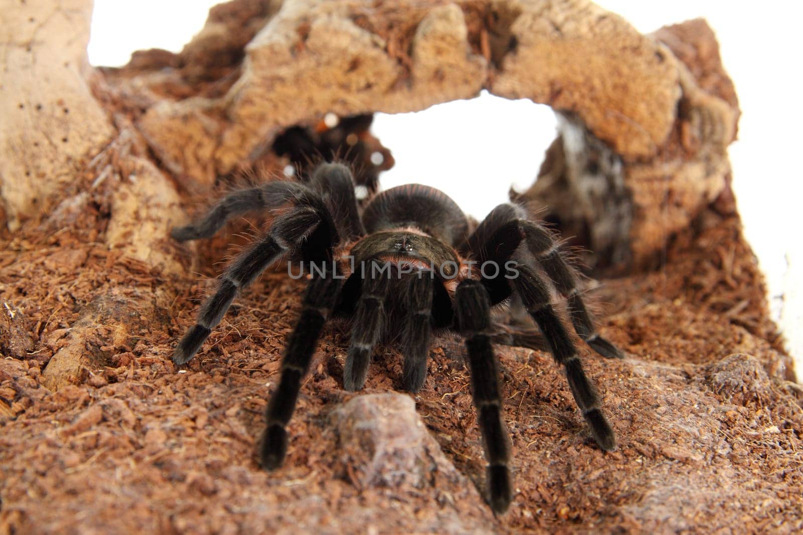 Tarantula Brachypelma vagans in terrarium