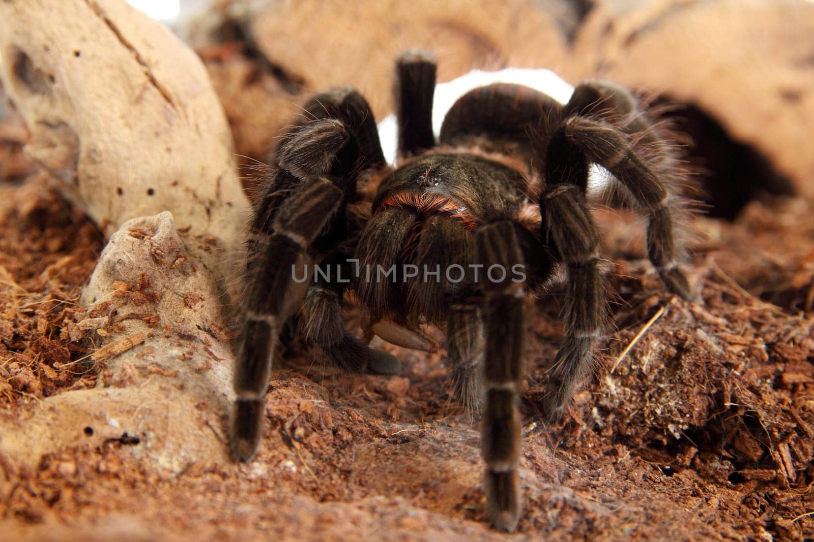 Tarantula Brachypelma vagans in terrarium